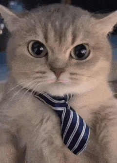 rage_7d44f02a.gif