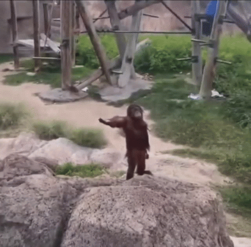 Monkey-Hand-Out-Give-Me-Orangutan-GIF---Monkey-Hand-Out-Give-Me-Orangutan-Give-Me---Discover--Share-GIFs.gif